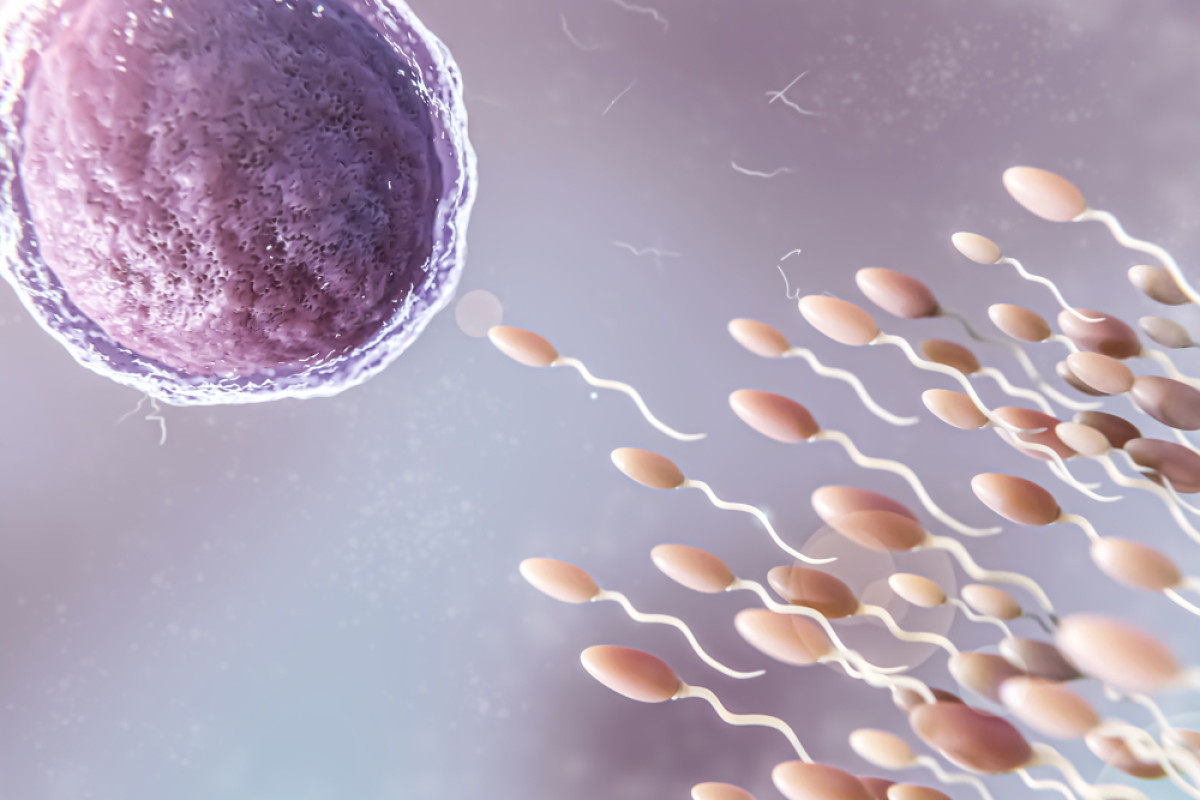 Fertilidade e Microbioma: O Que as Bactérias Têm a Ver com Isso?