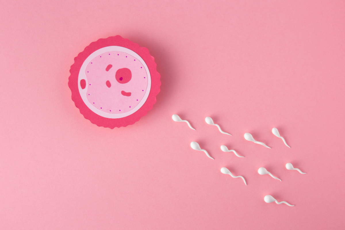Preservação da Fertilidade Feminina: Um Novo Olhar para o Futuro
