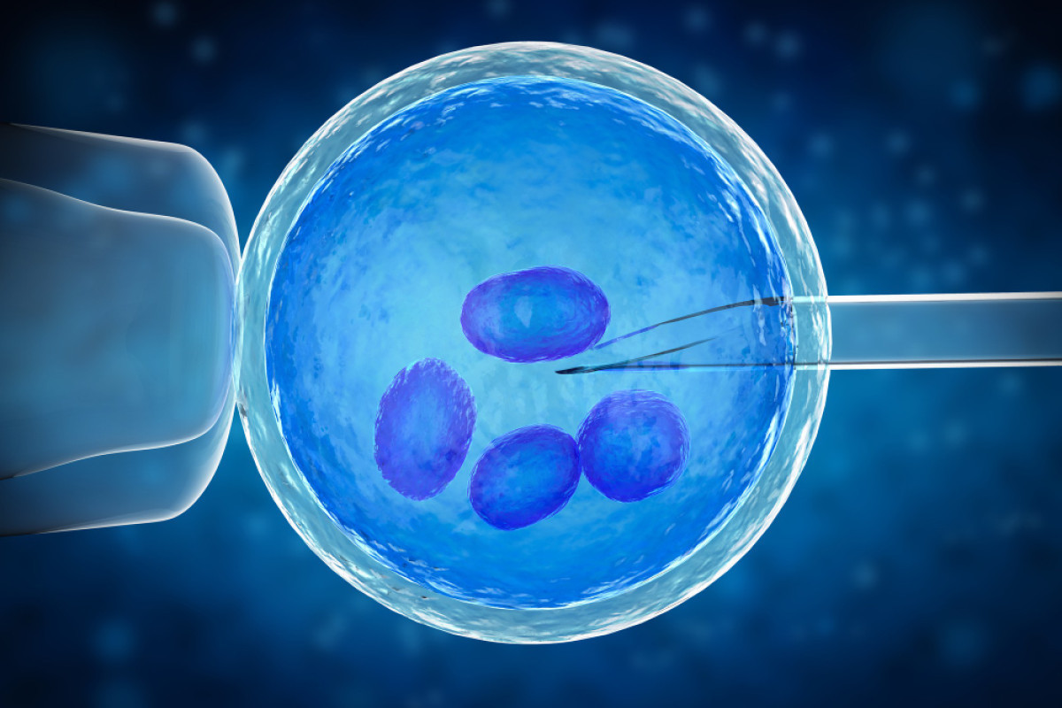 Biópsia embrionária: diagnóstico genético pode aumentar as chances de sucesso na fertilização