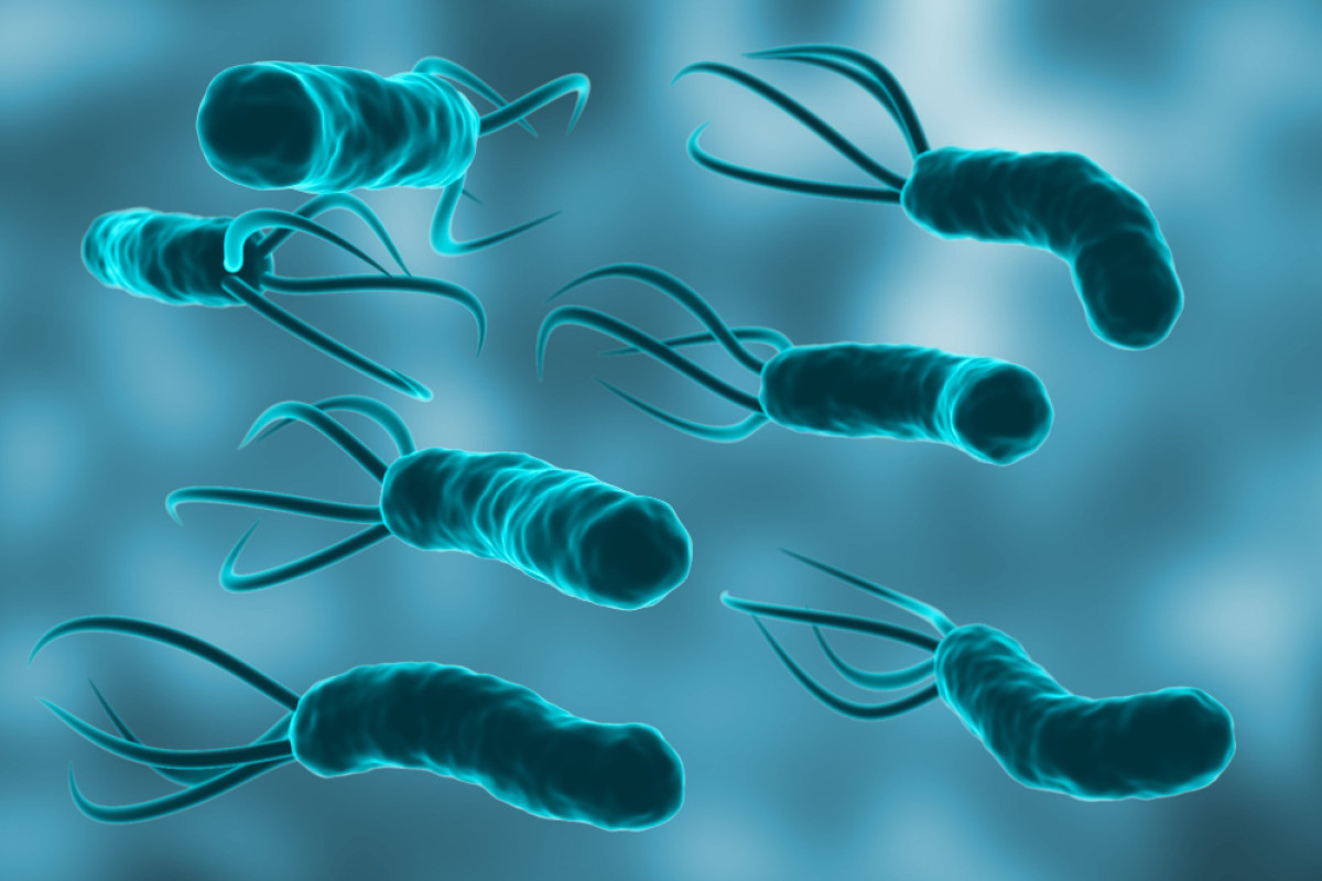 Helicobacter pylori riscos transmissão prevenção diagnóstico e tratamento