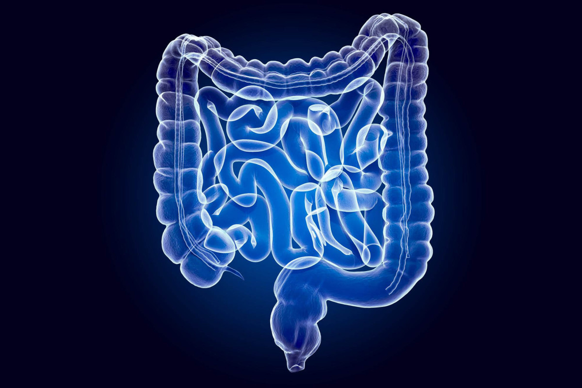 Intestino, o “Segundo Cérebro”: Mito ou Realidade?