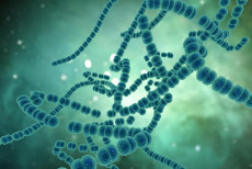 peptideos_e_regeneracao_ciencia_investiga_substancias_ligadas_a_recuperacao_muscular.jpg