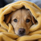 frio_pode_aumentar_dores_nas_articulacoes_de_caes_e_gatos_veja_como_aliviar (1).jpg