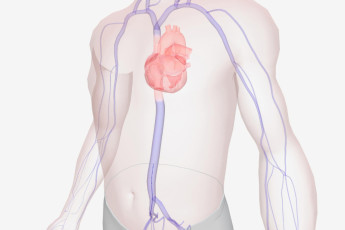 aneurisma_de_aorta_abdominal_a_bomba_relogio_silenciosa_que_pode_ser_detectada_a_tempo.jpg