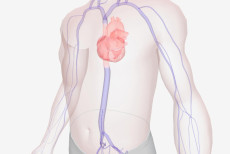 aneurisma_de_aorta_abdominal_a_bomba_relogio_silenciosa_que_pode_ser_detectada_a_tempo (1).jpg