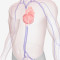 aneurisma_de_aorta_abdominal_a_bomba_relogio_silenciosa_que_pode_ser_detectada_a_tempo.jpg